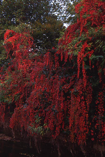 cascata rossa.JPG